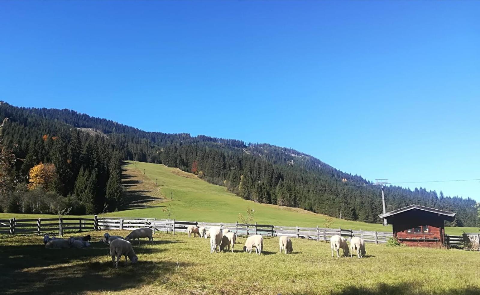 Walchauhof Hotel Flachau Luaran gambar